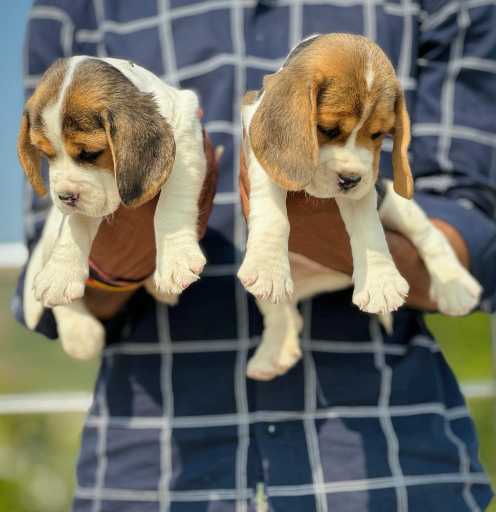 Mr n Mrs Pet