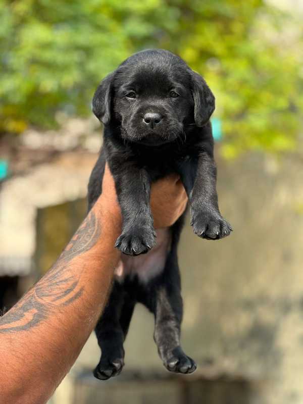Labrador Retriever For Sale In Udaipur Tripura