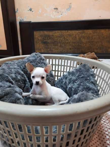 Basic Quality Chihuahua