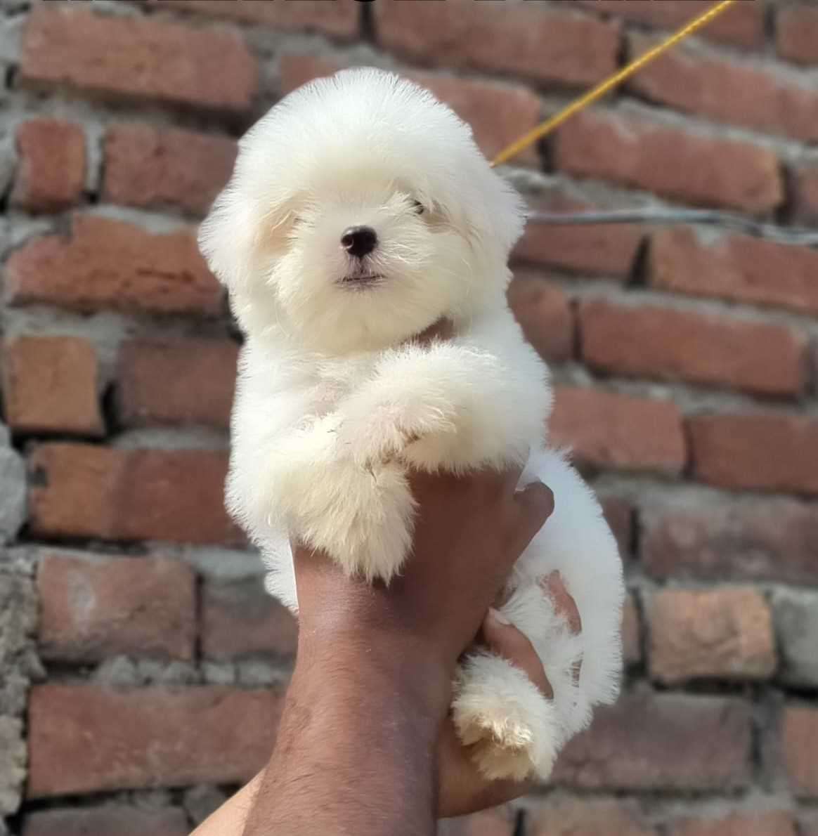 Maltese online dog price