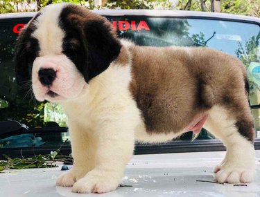 Saint Bernard Puppies for sale in India At Best Prices | Mr n Mrs Pet