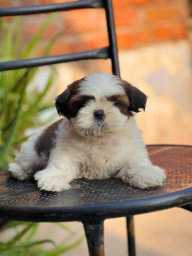 Shih Tzu For Sale In Mumbai