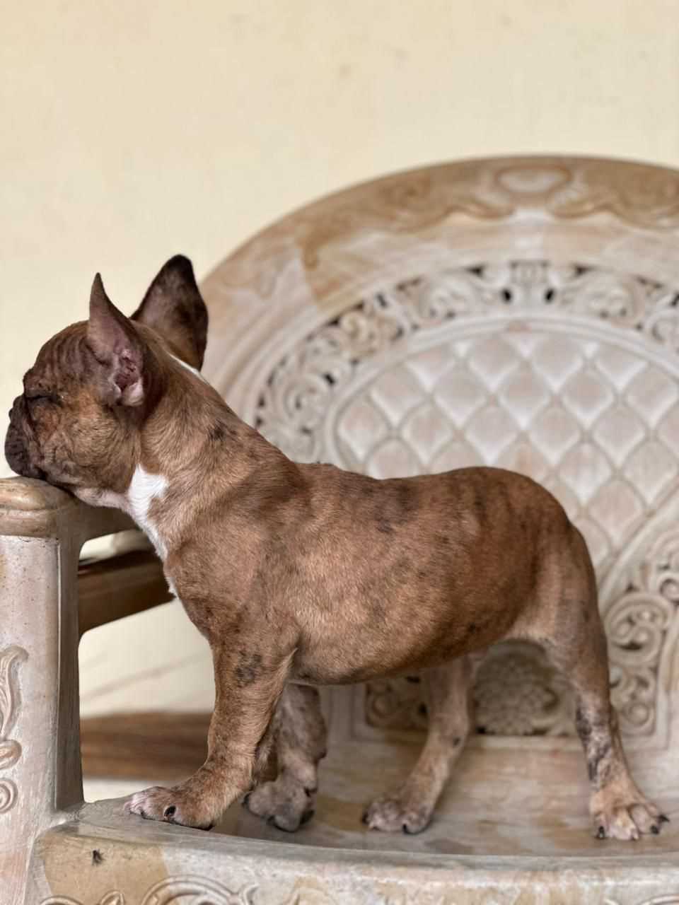 French Bulldog For Sale In Patna