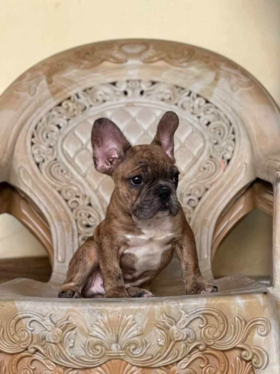 French Bulldog For Sale In Patna