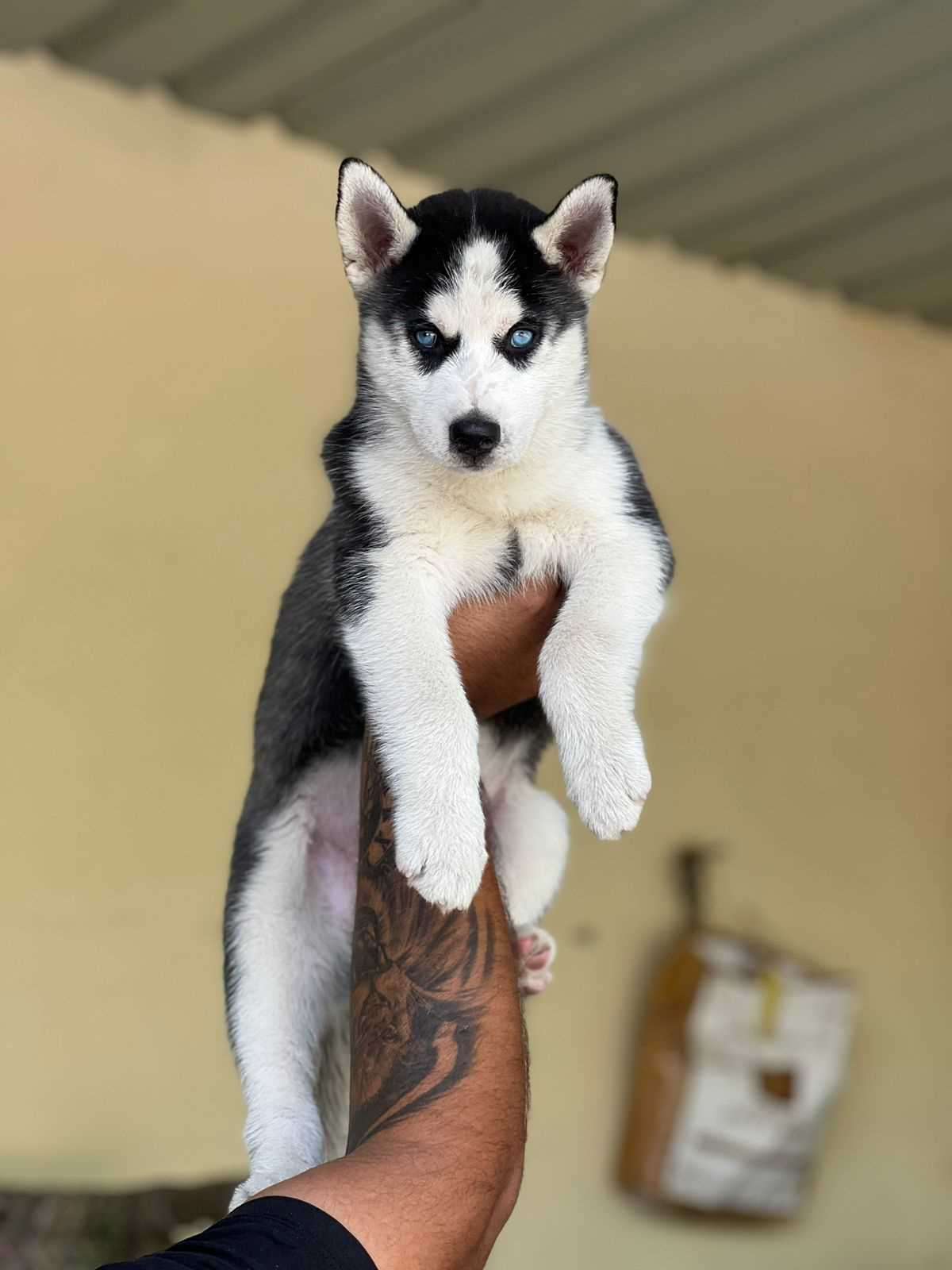 what is the price of husky dog in india