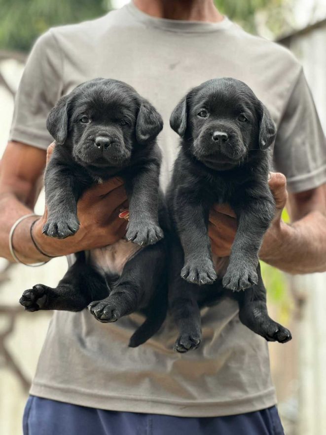 Labrador Retriever For Sale In Chennai