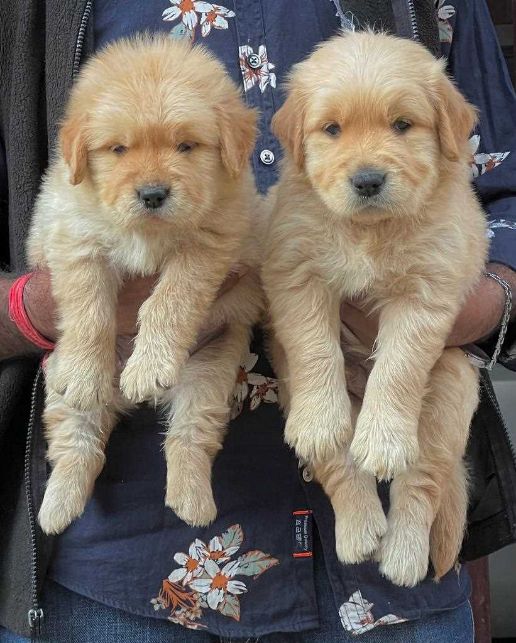Golden Retriever For Sale In Chennai