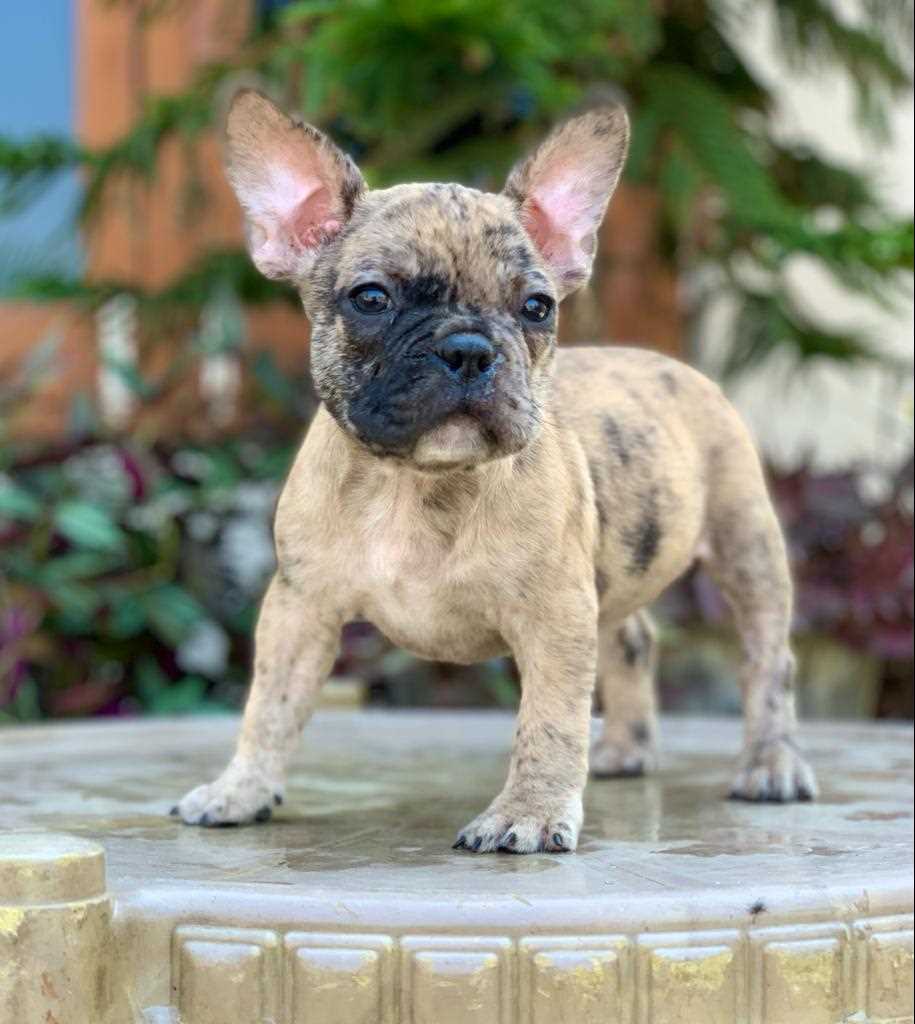 French Bulldog For Sale In Chennai