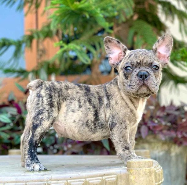 French Bulldog For Sale In Chennai
