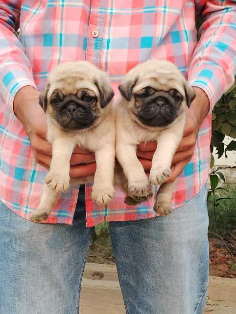 Mr n Mrs Pet