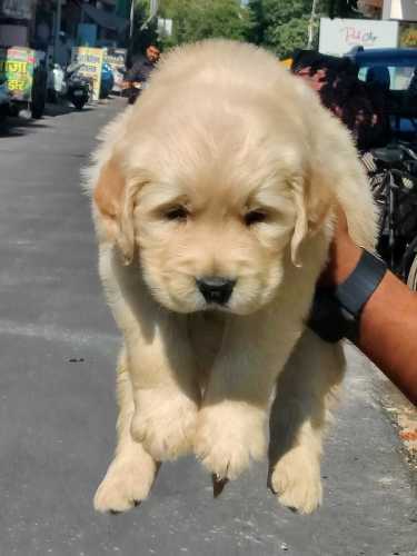 Golden Retriever For Sale In Udaipur Tripura
