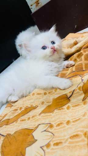 Persian cat low best sale price