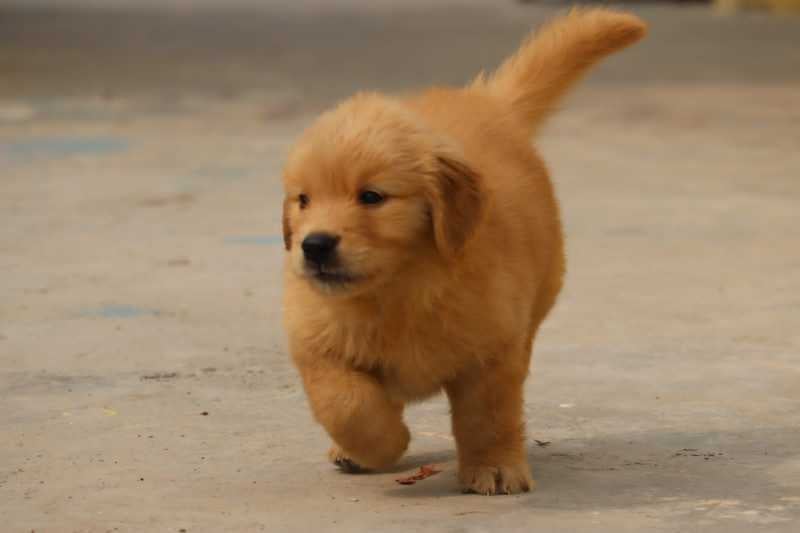 Canadian Golden Retriever