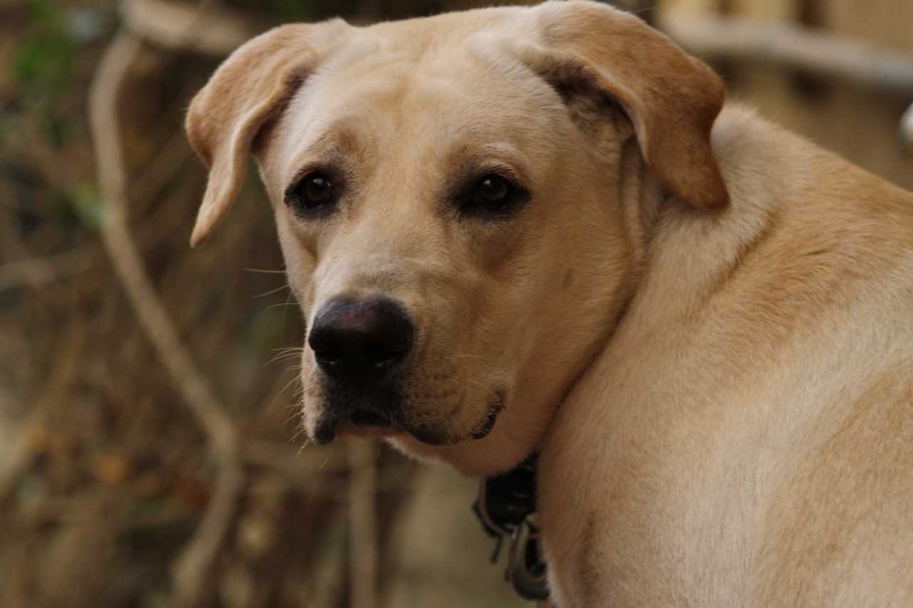 Labrador Retriever Dogs For Mating In Chennai