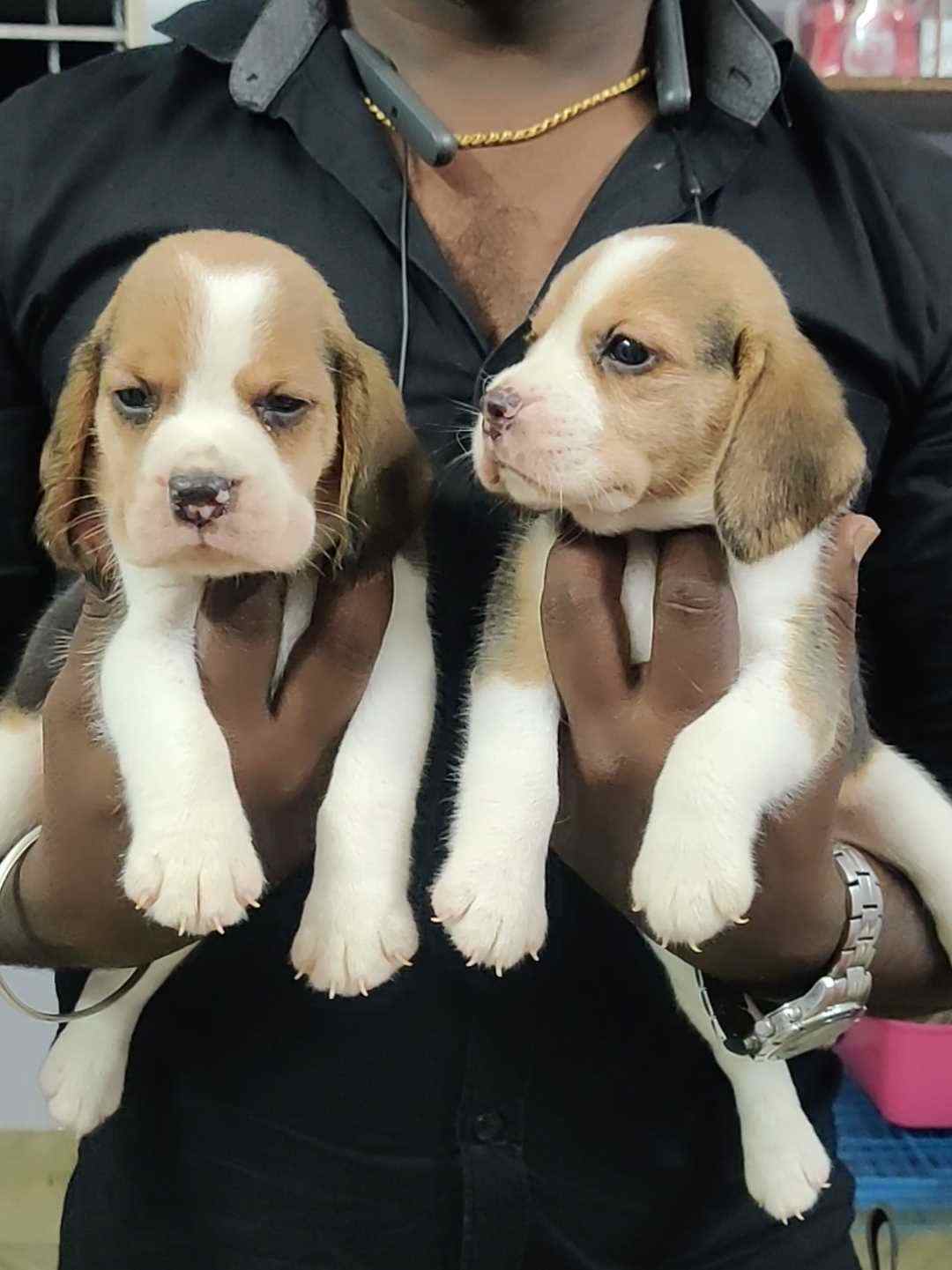 Beagle For Sale In Chennai