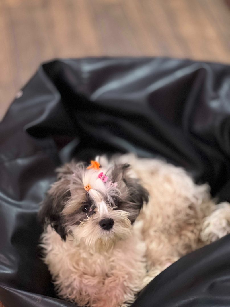 Shih Tzu Dogs For Mating In Dehradun