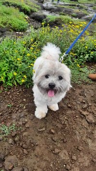 Lhasa Apso Dogs For Mating In Pune