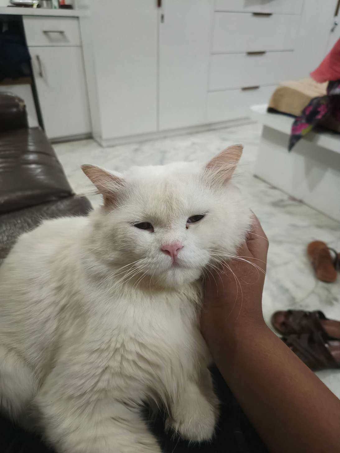 Persian For Sale In Allahabad