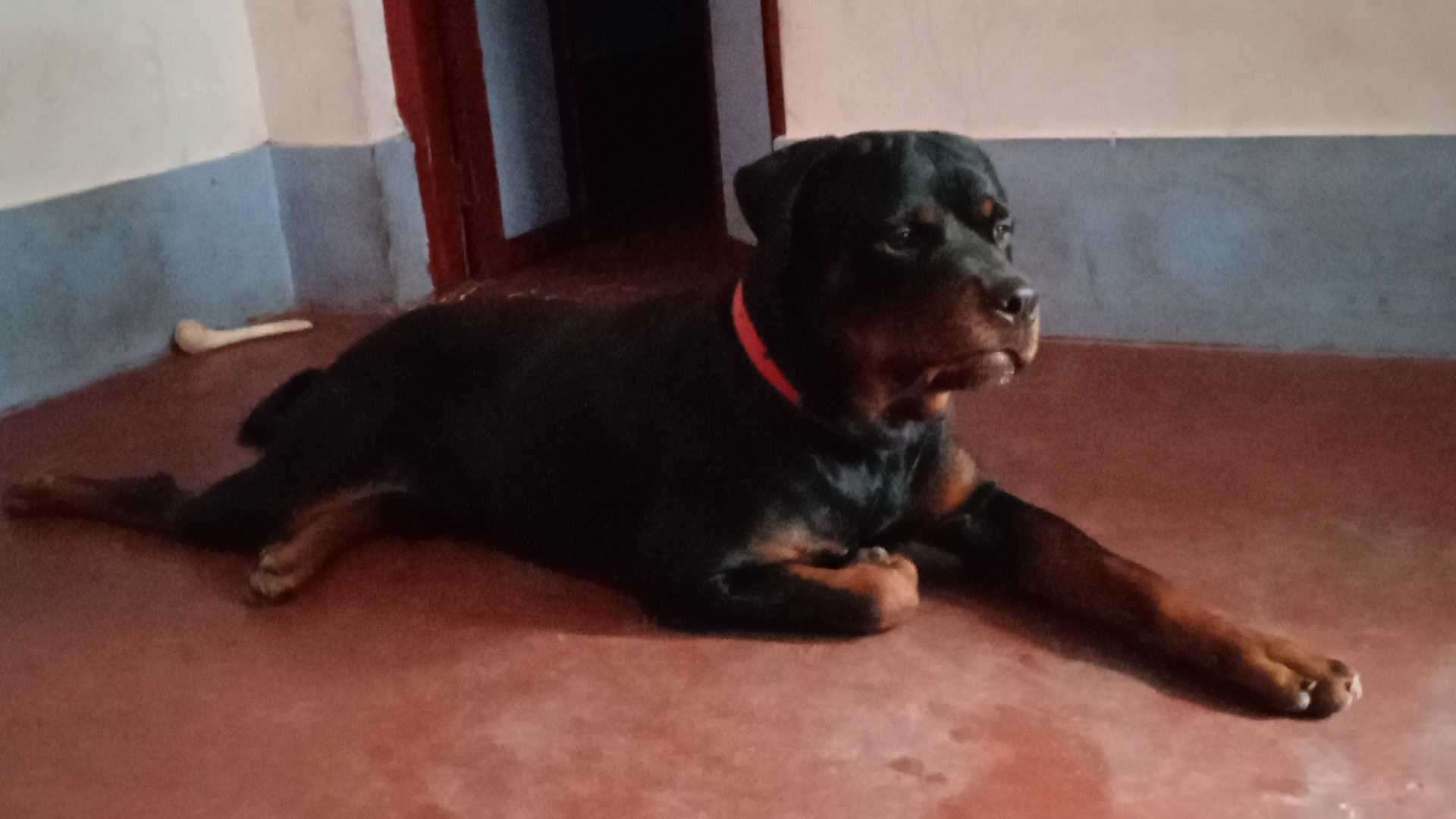Rottweiler Dogs For Mating In Bangalore