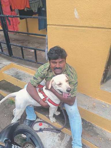 Labrador Retriever Dogs For Mating In Chennai