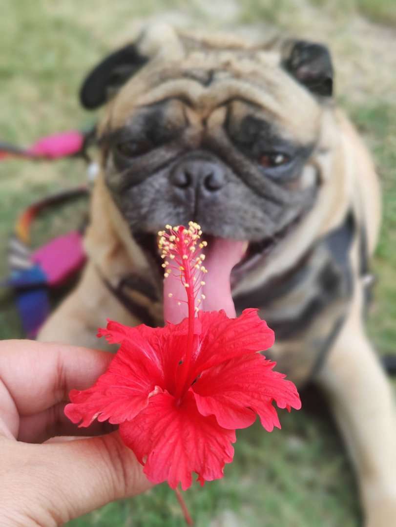 Pug Dogs For Mating In Delhi