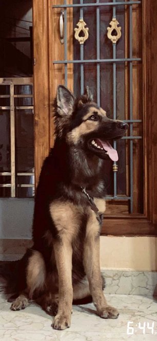 German Shepherd Dogs For Mating In Chennai
