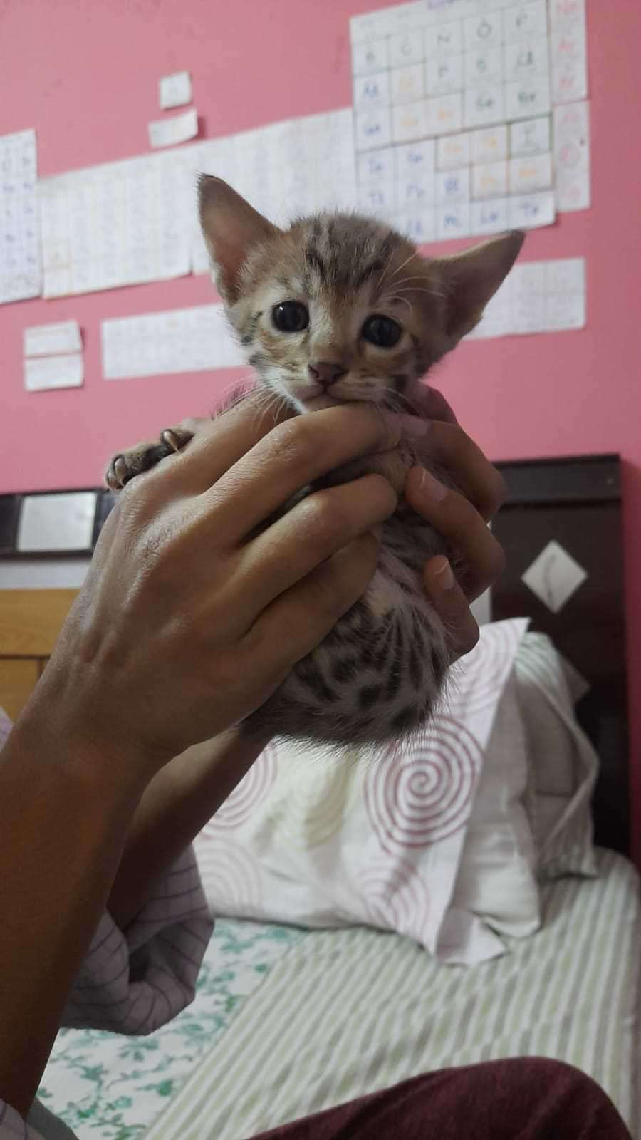 Indian Breed For Adoption In Jaipur