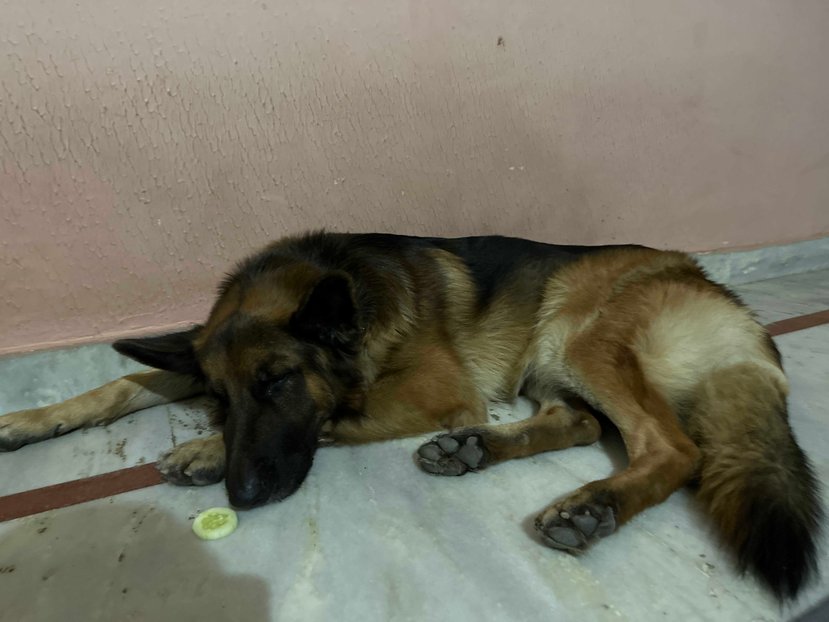 German Shepherd Dogs For Mating In Gurgaon
