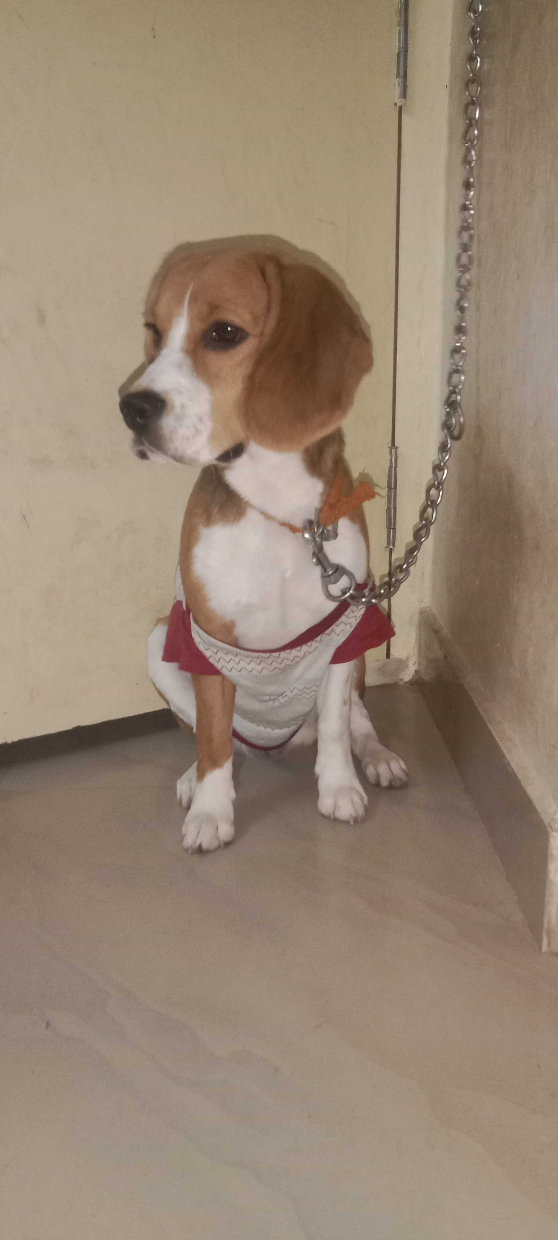 Beagle Dogs For Mating In Bangalore