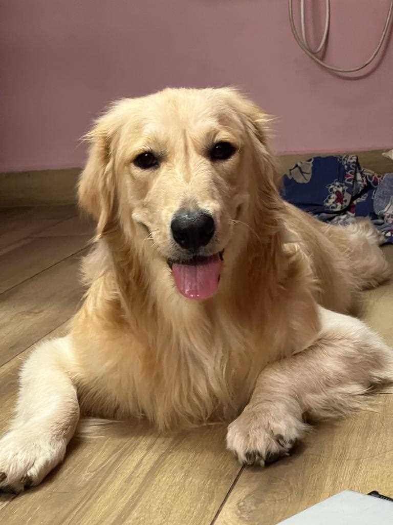 Golden Retriever Dogs For Mating In Chennai