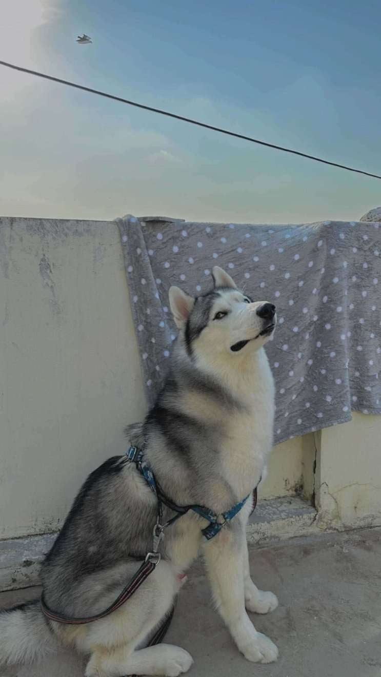 Siberian Husky Dogs For Mating In Hyderabad