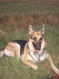 German Shepherd Dogs For Mating In Mumbai