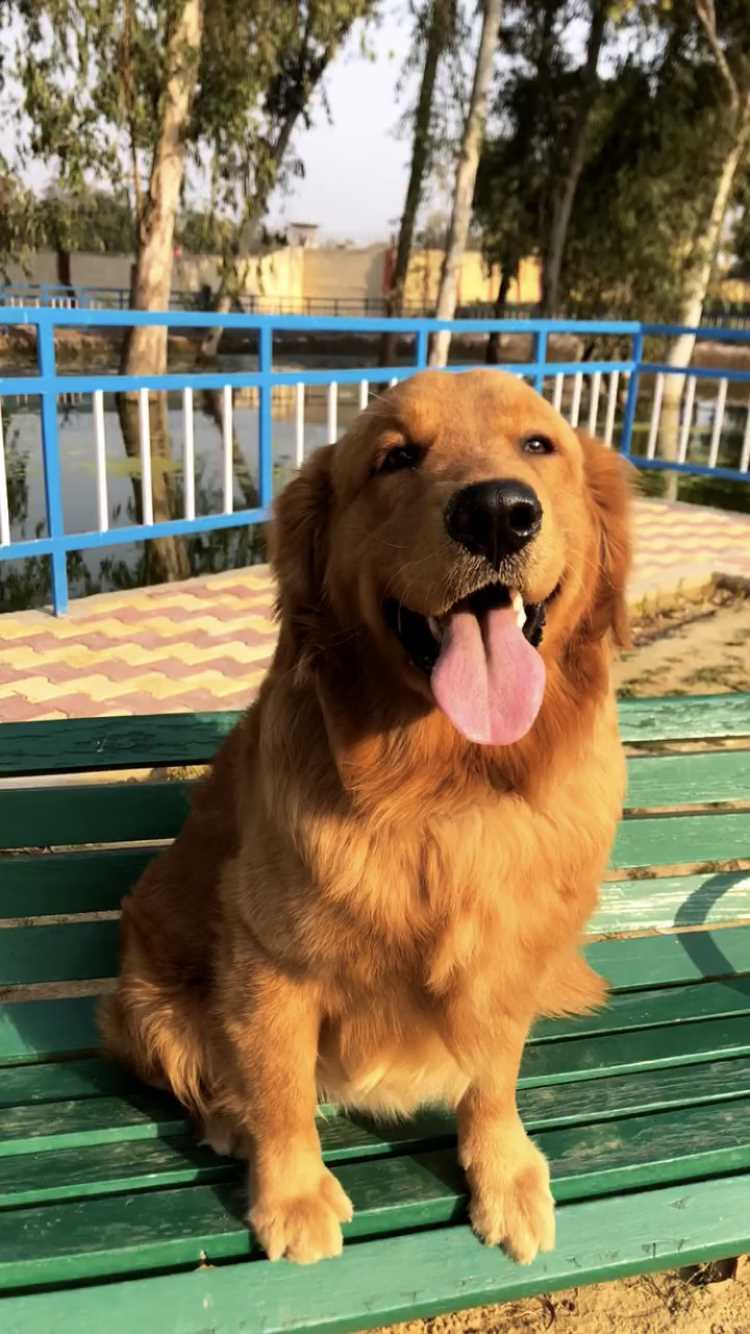Golden Retriever Dogs For  Mating In Delhi