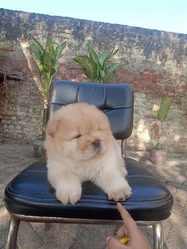 Chow Chow For Sale In Meerut