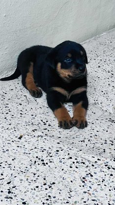 Rottweiler For Sale In Hyderabad