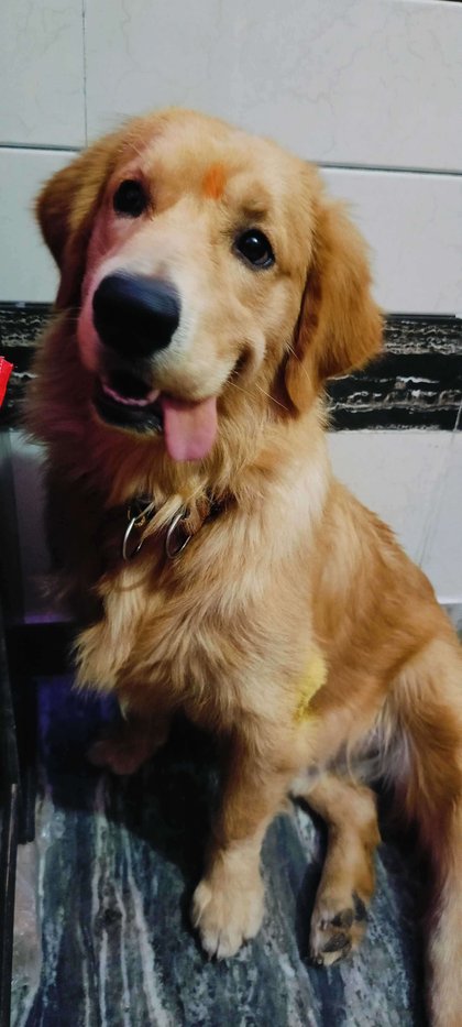 Golden Retriever Dogs For Mating In Delhi