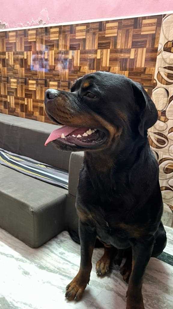 Rottweiler Dogs For Mating In Gurgaon