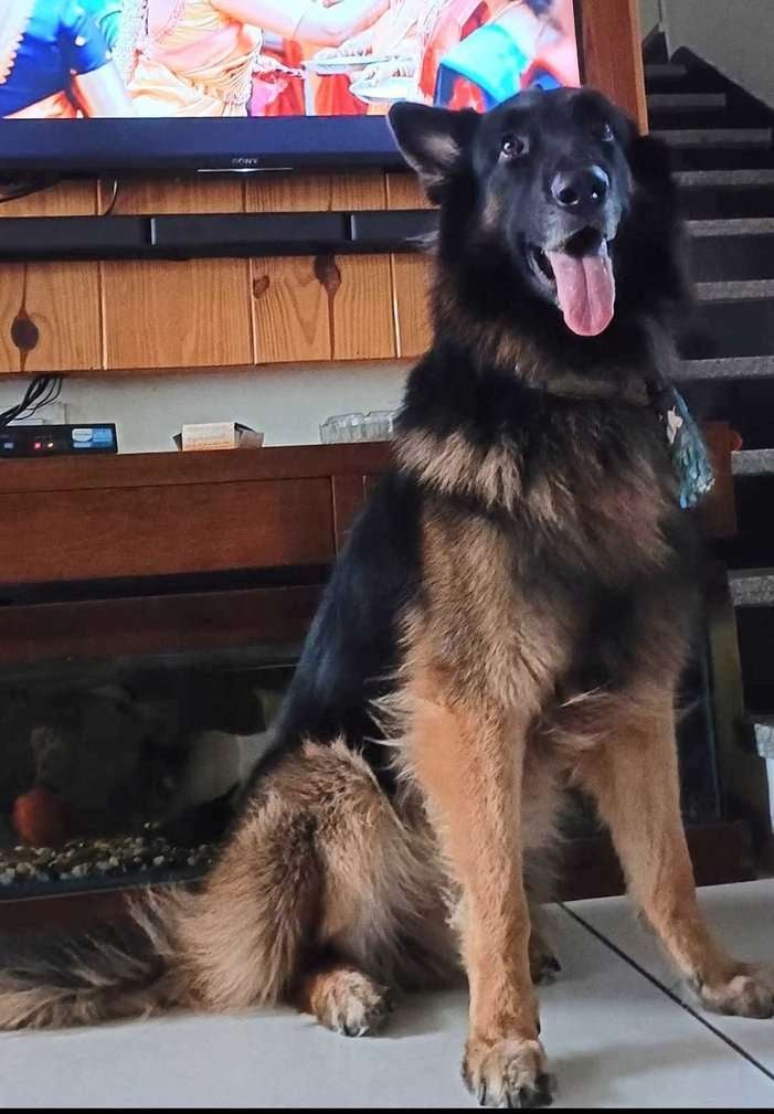 German Shepherd Dogs For Mating In Vadodara
