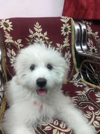 Lhasa Apso Dogs For Mating In Panaji