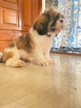 Shih Tzu Dogs For Mating In Bangalore