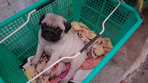 Pug For Sale In Bangalore