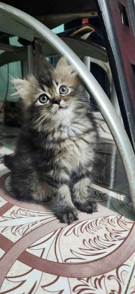 Persian For Sale In Thane