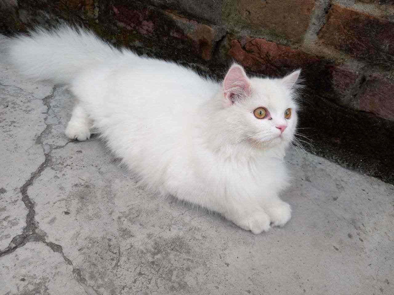 Persian For Sale In Bareilly