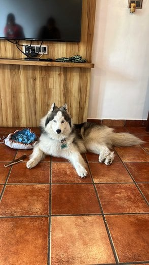 Siberian Husky Dogs For Mating In Mumbai