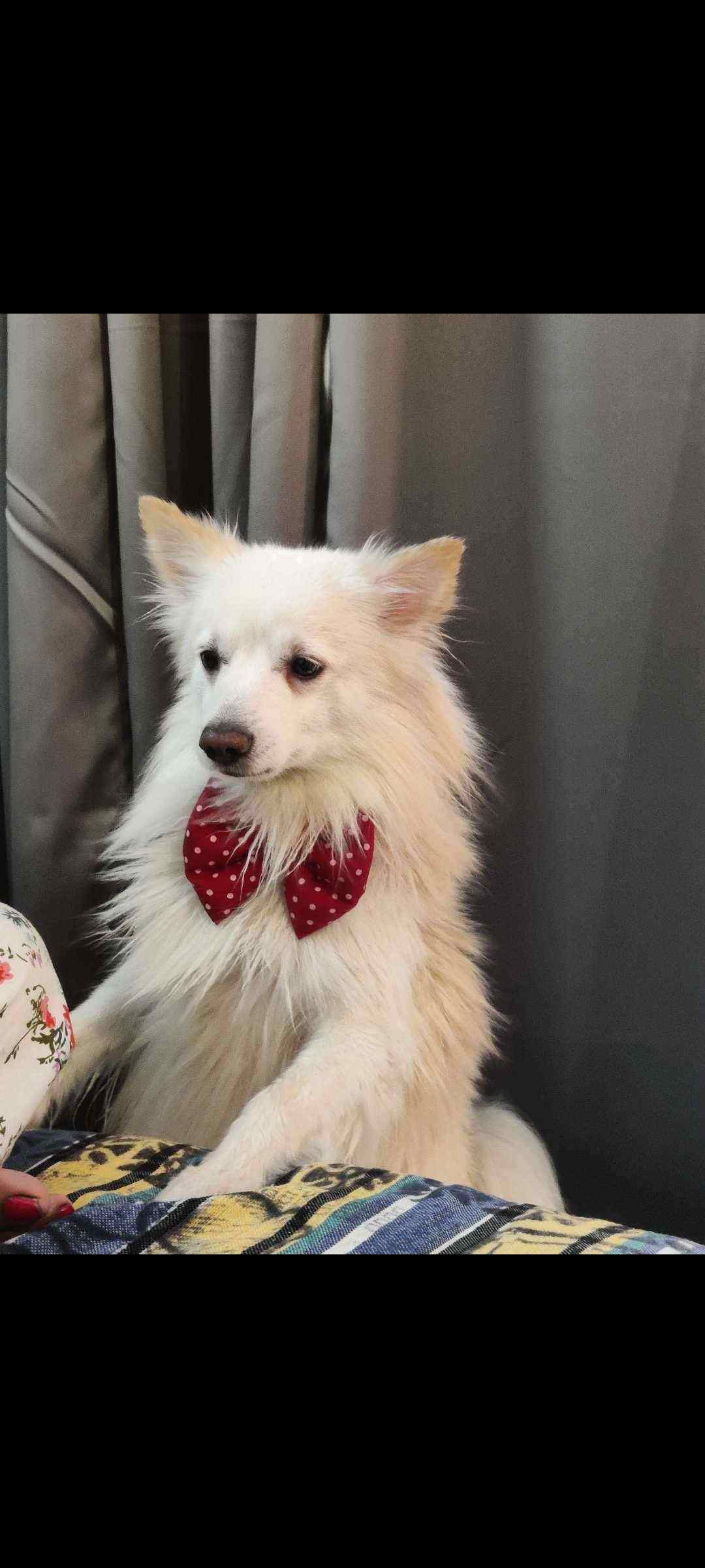 Pomeranian Dogs For Mating In Noida