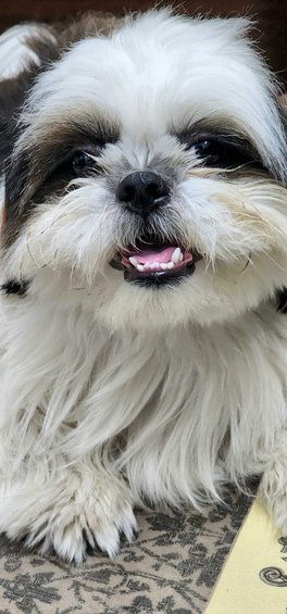 Shih Tzu Dogs For Mating In Chandigarh