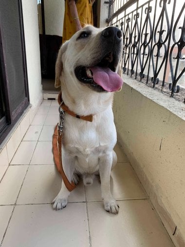 Labrador Retriever For Adoption In Thane