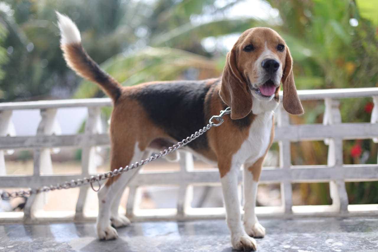Beagle price on sale