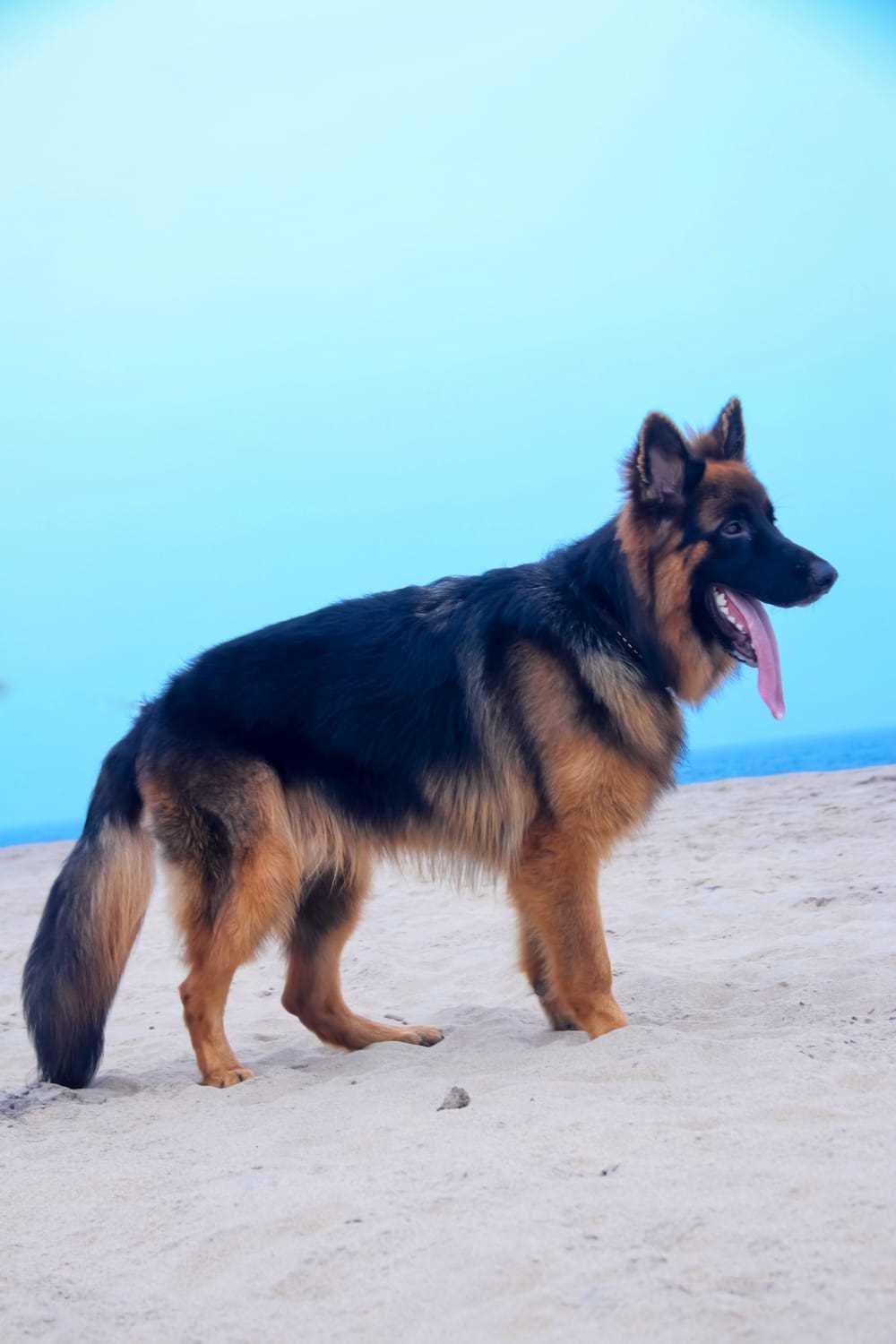 German Shepherd