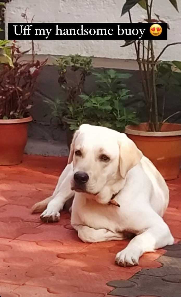 Labrador Retriever Dogs For Mating In Thrissur